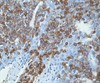 Leukocyte Common Antigen (LCA) Cocktail 1,0 mL