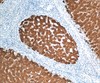 Hepatocyte Specific Antibody 0,1 mL