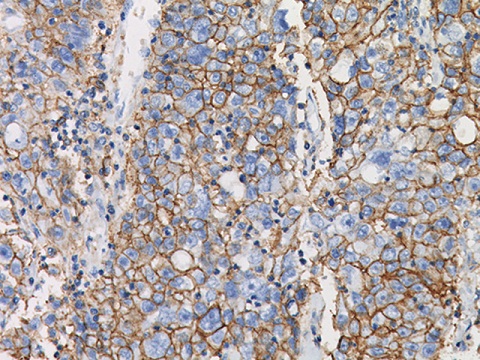 CD44 0,5mL