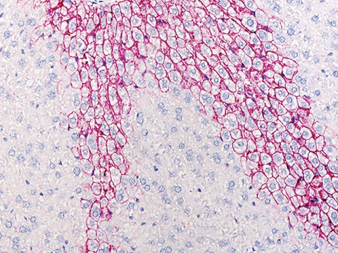 Goat ALP-Polymer kit 6,0mL