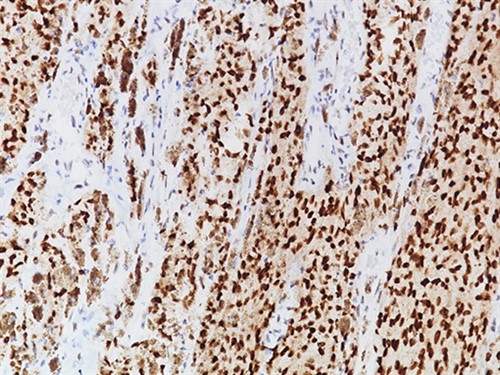 PRAME [EPR20330] 0,1 ml