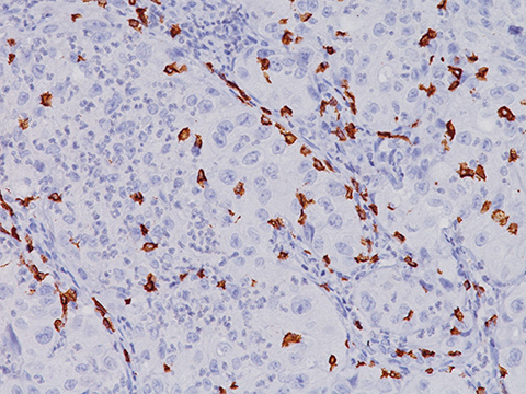 CD8 Clone: c8/144B 0,1 ml