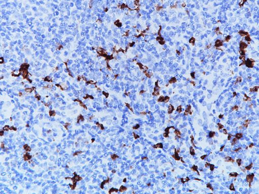 CTLA-04 [CAL] 0,1 ml