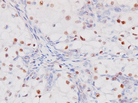 PAX 8 (Clone: BC12) 1,0 mL