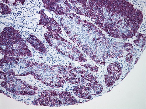 Bajoran Purple Chromogen Kit 100 mL