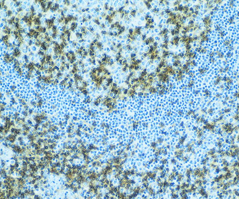 CD45RO (UCHL-1) 0,5mL