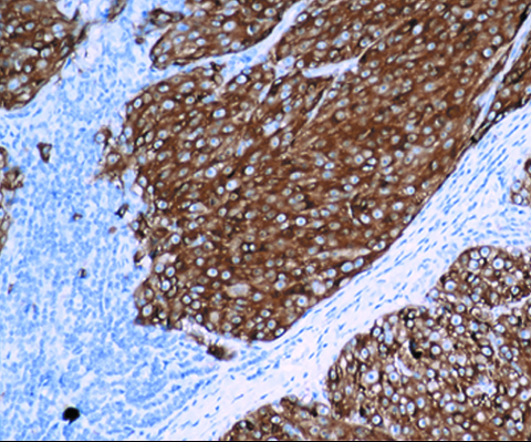 MART-1 cocktail 1,0 ml