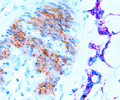 Actin, Muscle Specific 0,1mL