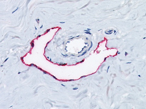 D2-40 (Lymphatic Marker) 0,1mL