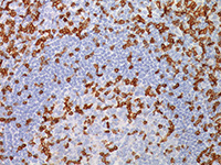 CD3 (EP41, Rabbit Mono) 0,1mL