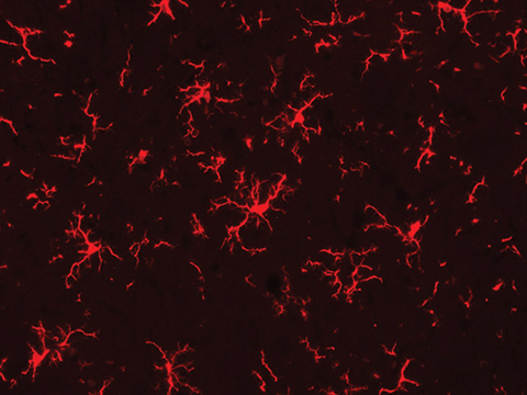 Microglia (Iba1) 0,1 ml