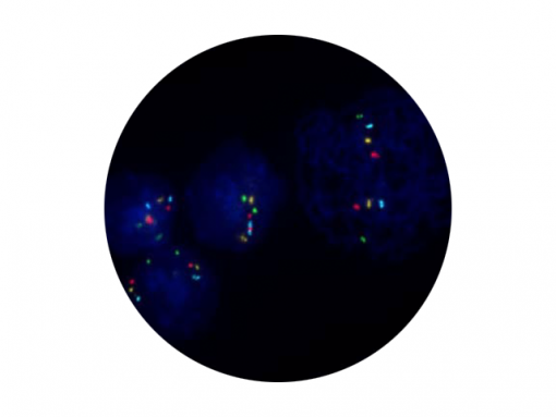 CymoBrite  Counterstain (100ng/ml) 0.5 mL
