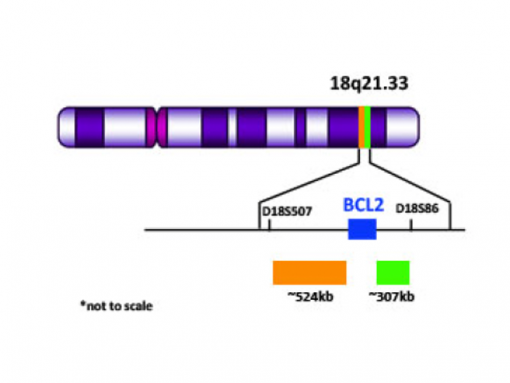 BCL2 (18q21) Break Apart (Orange/Green) 0.1 mL