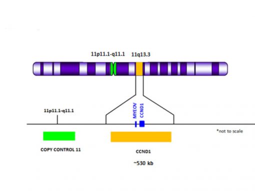 CCND1 (11q13) Orange + Copy Control 11 Green 0.1 mL