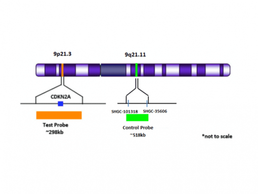 CDKN2A (9p21.3) Orange+  9q21.11 Green 0.1 mL