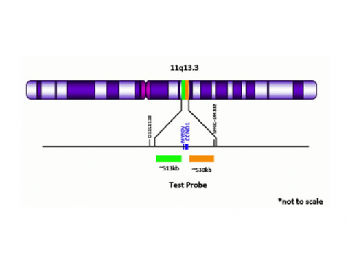 CCND1 (11q13) Break Apart (Orange/Green) 0.1 mL