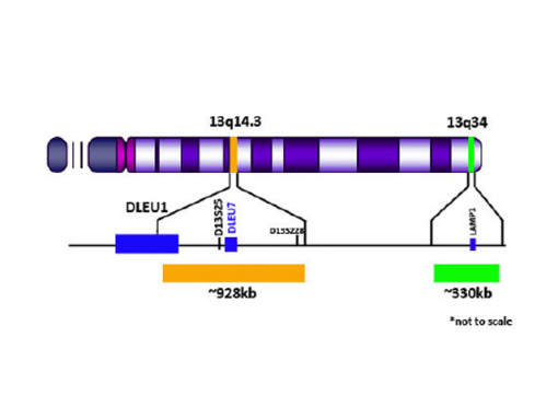 D13S25 (13q14.3) Orange/ LAMP1 (13q34) Green 0.1 mL