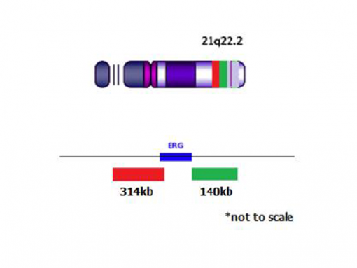 ERG (21q22) Break Apart (Red/Green) 0.1 mL