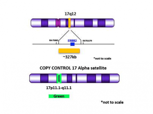 ERBB2 (17q12) Orange + Copy Control 17 Green 0.1 mL