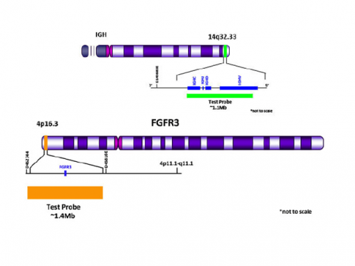IGH (14q32) Green/ FGFR3 (4p16.3) Orange 0.1 mL