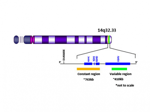 IGH (14q32) Break Apart  (Orange/Green) 0.1 mL