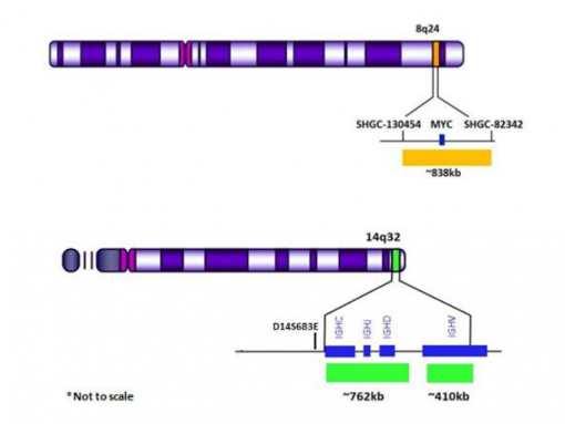 IGH (14q32) Green / MYC (8q24) Orange