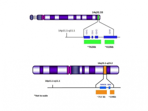 IGH (14q32) Green/ MAF (16q23) Orange 0.1 mL
