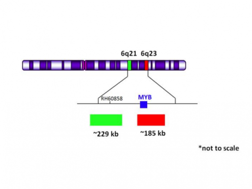 MYB (6q23) Red / 6q21 Green