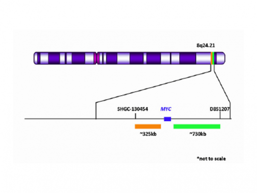 MYC (8q24) Break Apart (Orange/Green) 0.1 mL