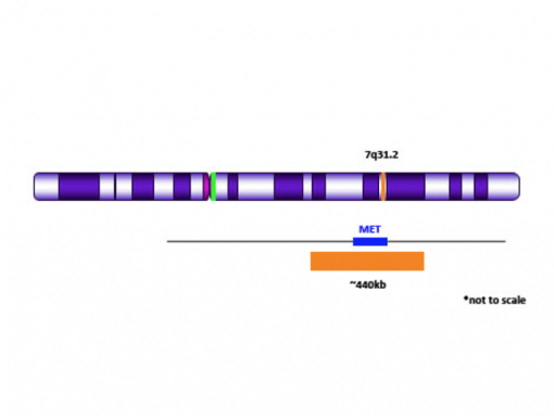 MET (7q31) Orange + Copy Control 7 Green 0.1 mL