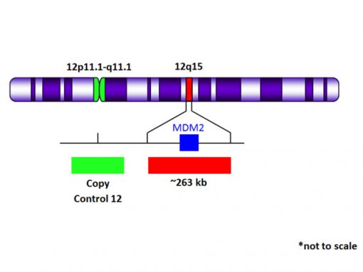 MDM2 (12q15) Red + Copy Control 12 Green 0.1 mL
