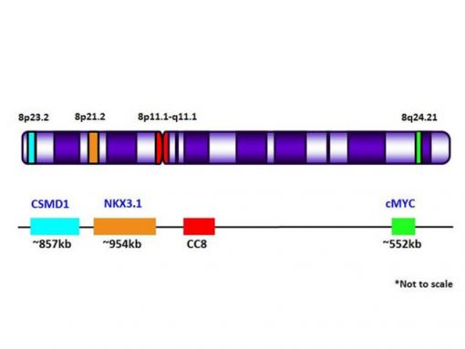 NKX /MYC del-TECT 4 Color 0.1 mL