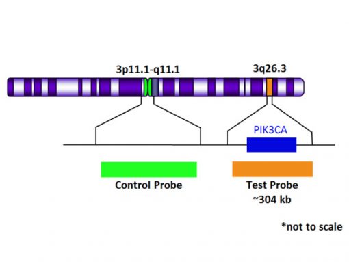 PIK3CA (3q26.3) Orange +Copy Control 3 Green 0.1 mL