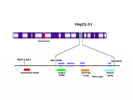 PTEN del-TECT Four Color 0.1 mL