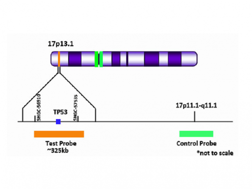 TP53 (17p13) Orange + Copy Control 17 Green 0.1 mL