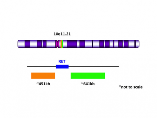 RET (10q11.21) Break Apart (Orange/Green) 0.1 mL