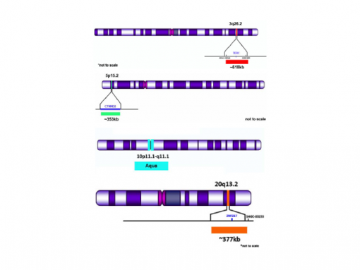 TERC (3q26.2) Red/ 5p15.2 Green/ 20q13.2 Orange /CC 10 Aqua 0.1 mL