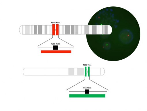 Copy Control X Red + Copy Control Y Green 0.1 mL