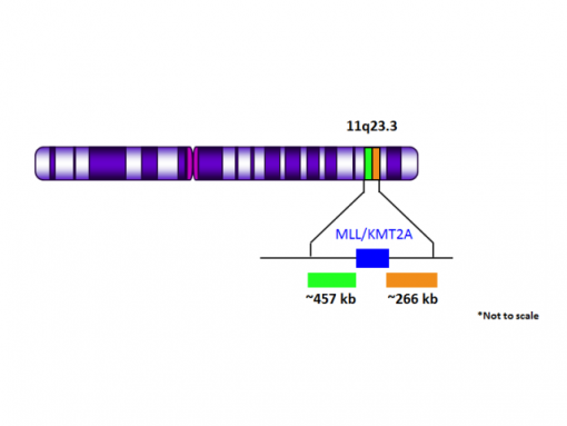 MLL Break Apart (Orange/Green)