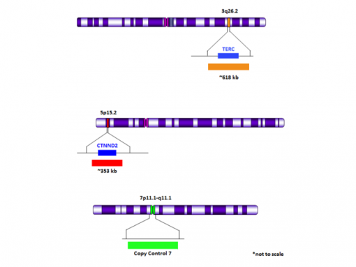 TERC (3q26)/5p15/Copy Control 7 Tri-Color