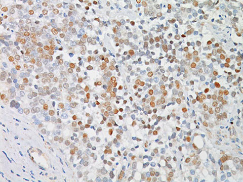 c-Myc prediluted (Ready-to-use) 6,0 mL