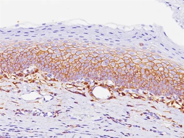 CD44 (klon:BC8), 6 ml Predilute