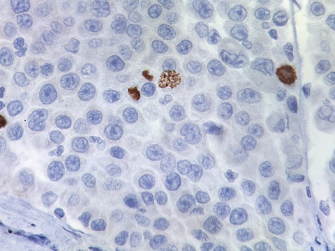 Phospho-Histone H3 1 mL