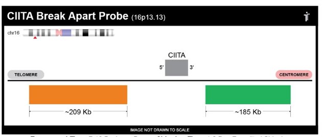 CIITA Break Apart FISH Probe 20 tests (40µl) RUO
