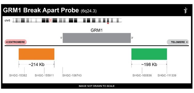 GRM1 Break Apart FISH Probe 20 tests (40µl) RUO