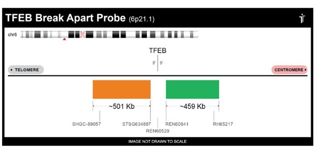 TFEB Break Apart FISH Probe 20 tests (40µl)