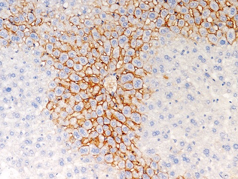 Goat HRP-Polymer Kit 6mL