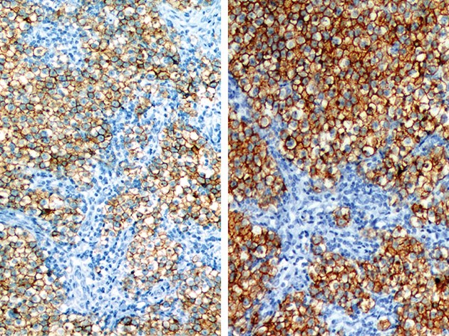 Renoir Red Diluent 100ml